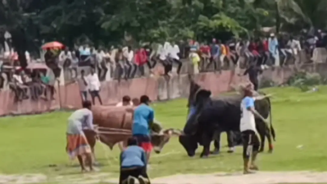 নড়াইলে ঐতিহ্যবাহী ষাঁড়ের লড়াই দেখলেন হাজার হাজার মানুষ